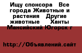 Ищу спонсора - Все города Животные и растения » Другие животные   . Ханты-Мансийский,Югорск г.